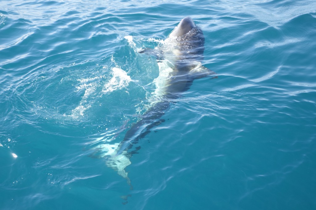 Great White Shark - Gansbaii, South Africa