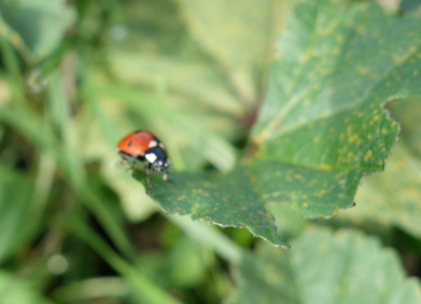 bug on plant