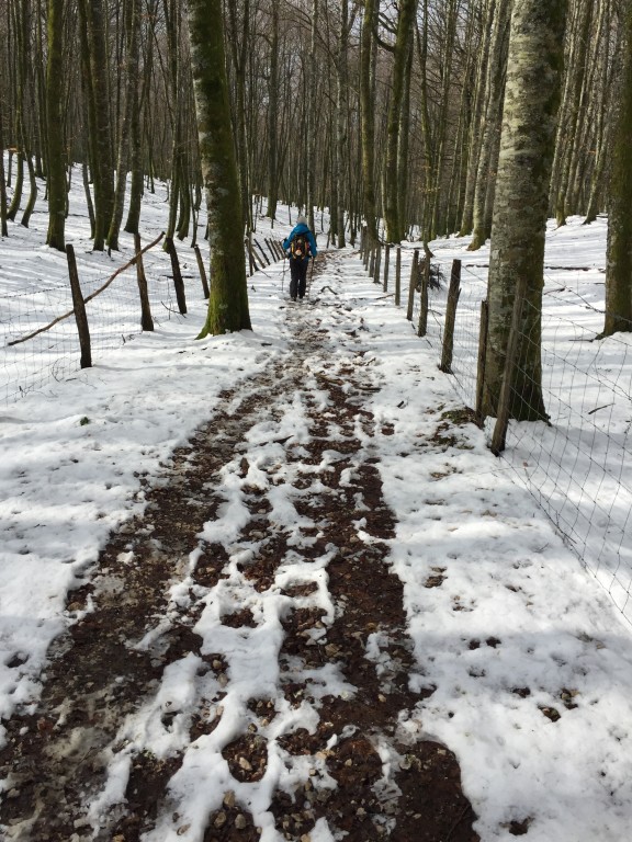 forest snow